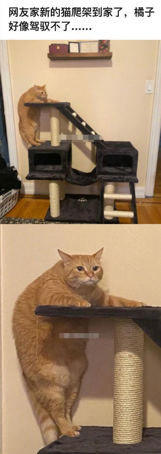 大橘:我很想，但是不知道怎么办