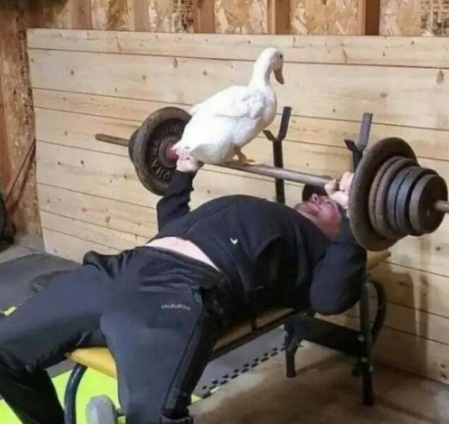 鸭力够不够呀？