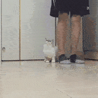 萌翻了，主银的一小步，小短腿儿的。。。四大步