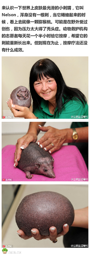 英国小刺猬不长刺，圆嘟嘟似猕猴桃