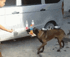 我终于明白为什么有的人会说稳如一条老狗了，原来老狗是真的很稳啊！