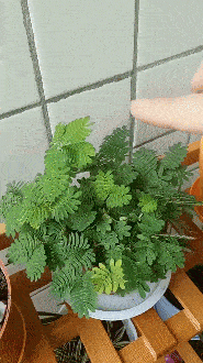 害羞草：我是第一千百三十二个继承者，我感觉我见不到明天的太阳