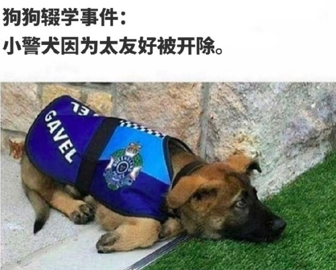 唉，一只良善的警犬