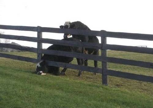 这两头牛在做啥？