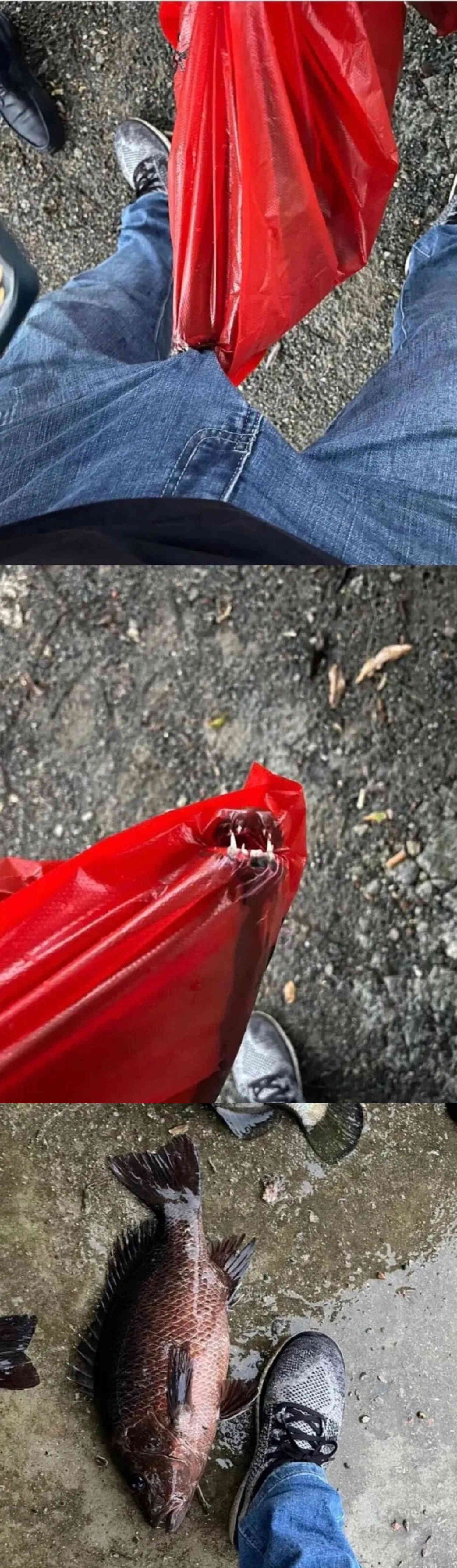 老板，这不是我要的那种鱼